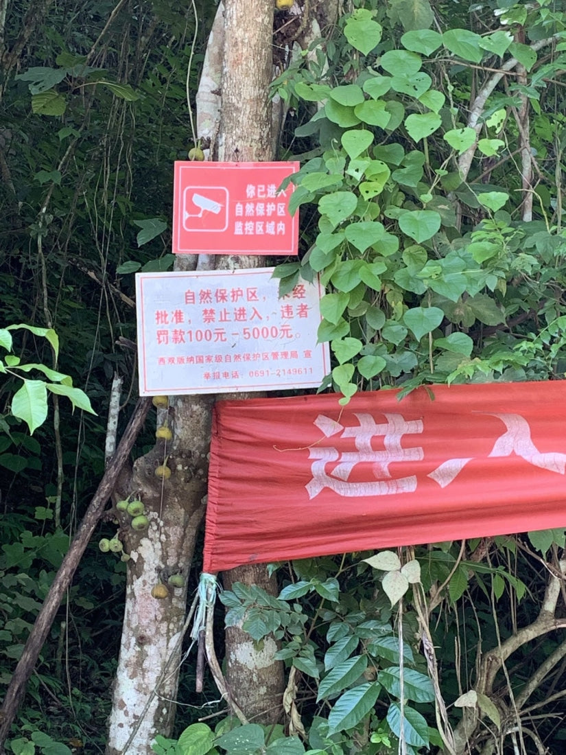 Prestigious Yiwu Tong Qing He Ancient Tree Gushu Raw Pu-erh Tea