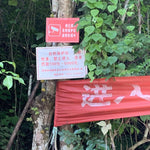 Prestigious Yiwu Tong Qing He Ancient Tree Gushu Raw Pu-erh Tea