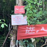 Prestigious Yiwu Tong Qing He Ancient Tree Gushu Raw Pu-erh Tea