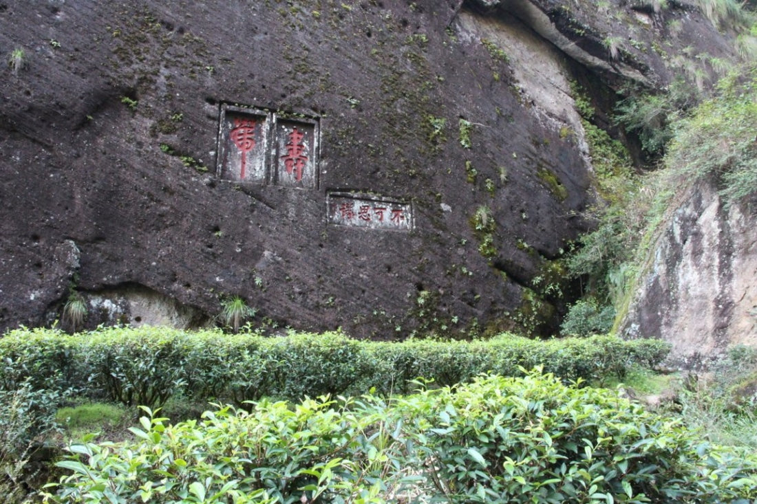 Signature Wuyi Rock Oolong Tea Sampler Variety Pack