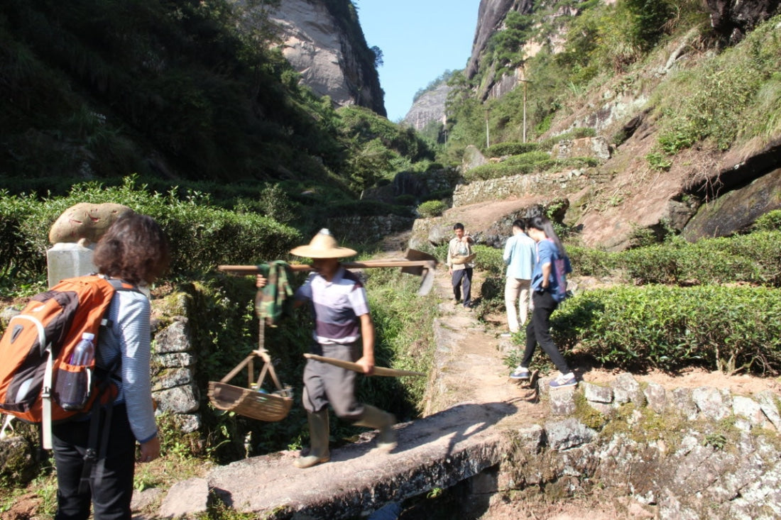 Signature Wuyi Rock Oolong Tea Sampler Variety Pack