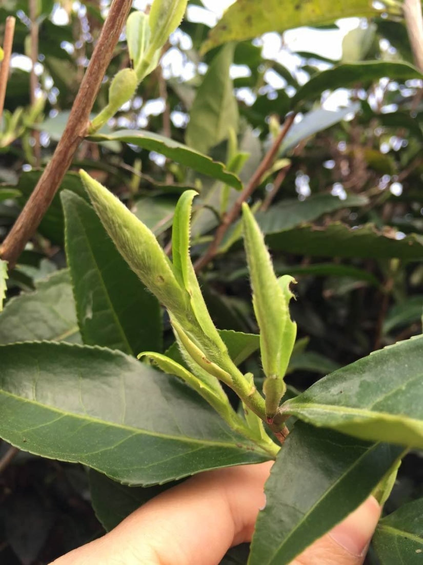 2019 and 2017 Fuding Silver Needles White Tea Bai Hao Yin Zhen