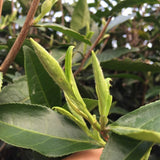 2019 and 2017 Fuding Silver Needles White Tea Bai Hao Yin Zhen