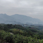 2013 Vintage Fuding White Peony Bai Mu Dan Cake Nature’s Beauty