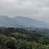 2013 Vintage Fuding White Peony Bai Mu Dan Cake Nature’s Beauty