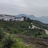 2013 Vintage Fuding White Peony Bai Mu Dan Cake Nature’s Beauty