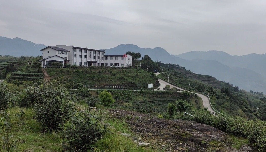 2013 Vintage Fuding White Peony Bai Mu Dan Cake Nature’s Beauty