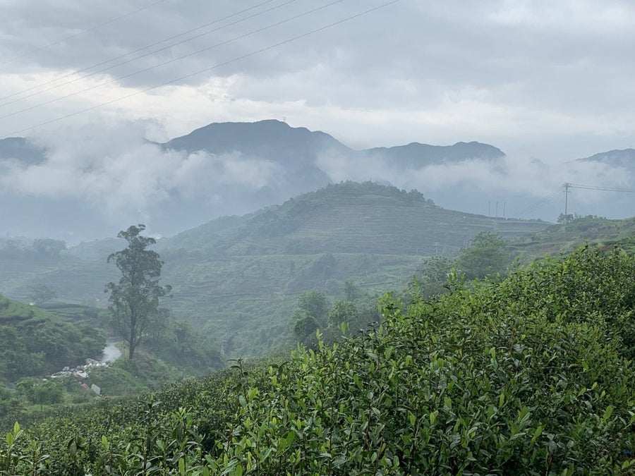 White Tea - 2015 Aged Wild Grown Fuding White Peony Top Grade Bai Mu