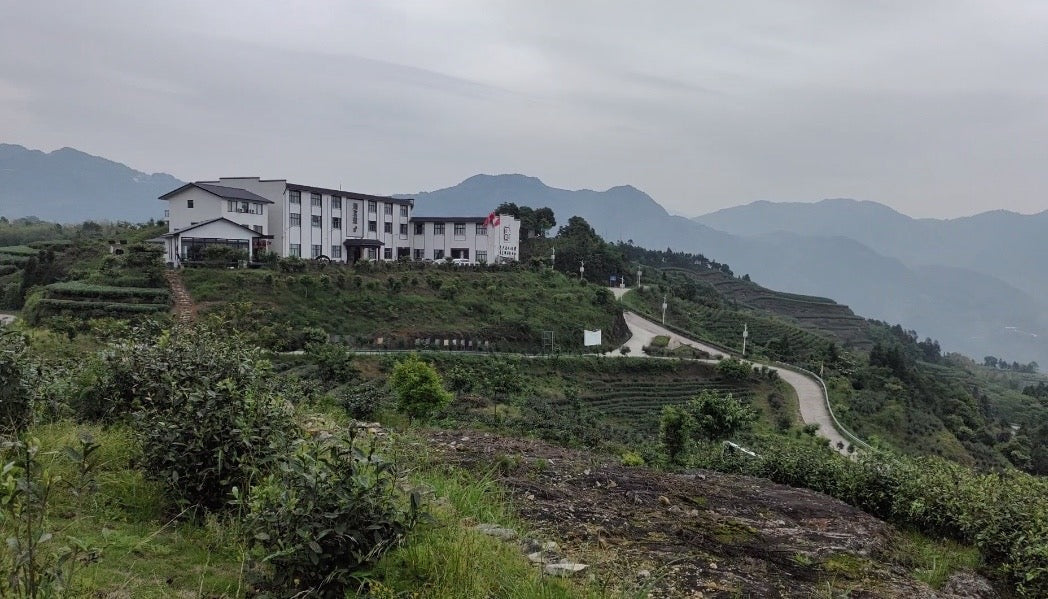 2017 King White Peony White Tea Angel Cake Bai Mu Dan