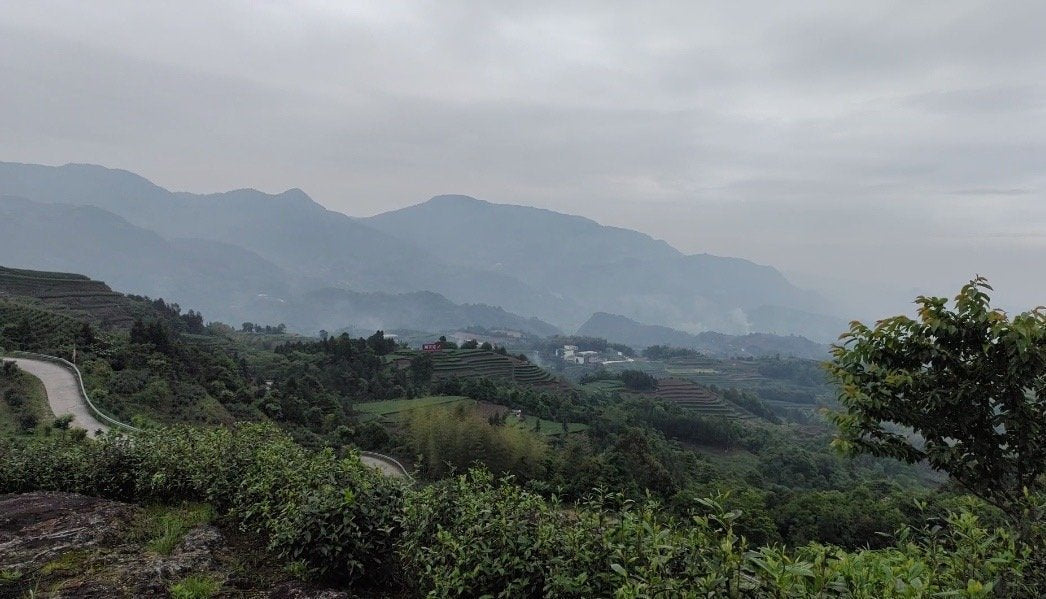 2017 King White Peony White Tea Angel Cake Bai Mu Dan