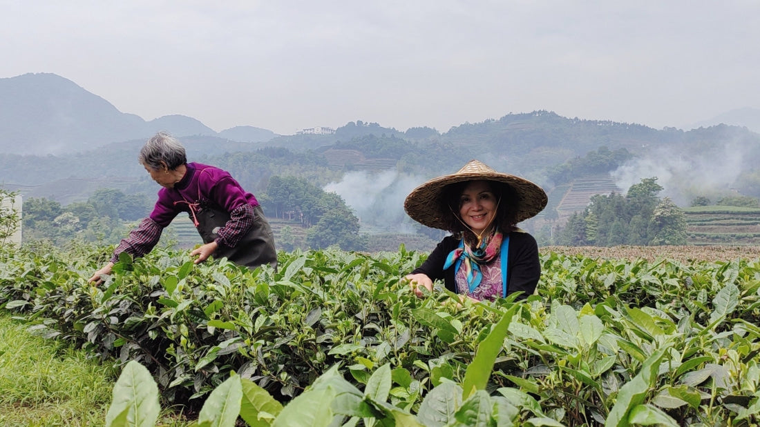 2017 King White Peony White Tea Angel Cake Bai Mu Dan