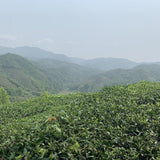 2018 Fuding Premium Shou Mei White Tea Cake Longevity Eyebrow