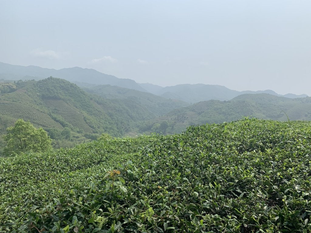 2018 Fuding Premium Shou Mei White Tea Cake Longevity Eyebrow