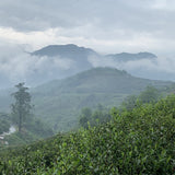 2019 and 2017 Fuding Silver Needles White Tea Bai Hao Yin Zhen