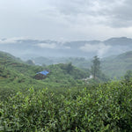 2019 and 2017 Fuding Silver Needles White Tea Bai Hao Yin Zhen