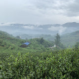 2019 and 2017 Fuding Silver Needles White Tea Bai Hao Yin Zhen