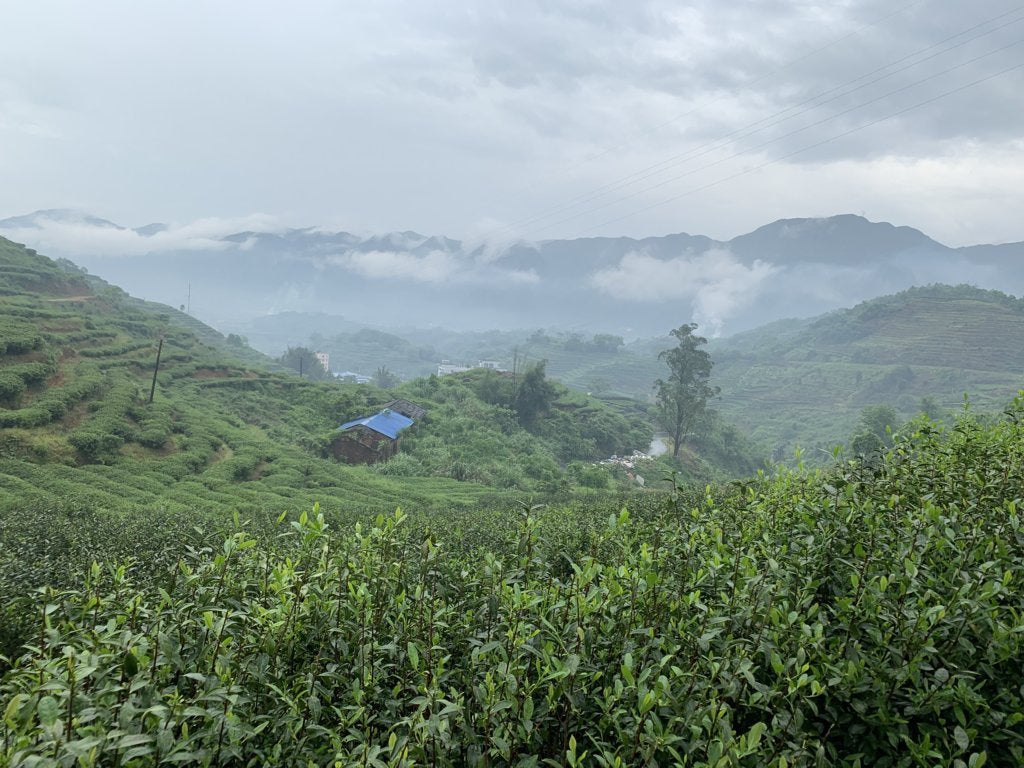2019 and 2017 Fuding Silver Needles White Tea Bai Hao Yin Zhen