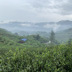 2019 Fuding Top Grade White Peony White Tea Bai Mu Dan