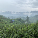 2019 Fuding Top Grade White Peony White Tea Bai Mu Dan