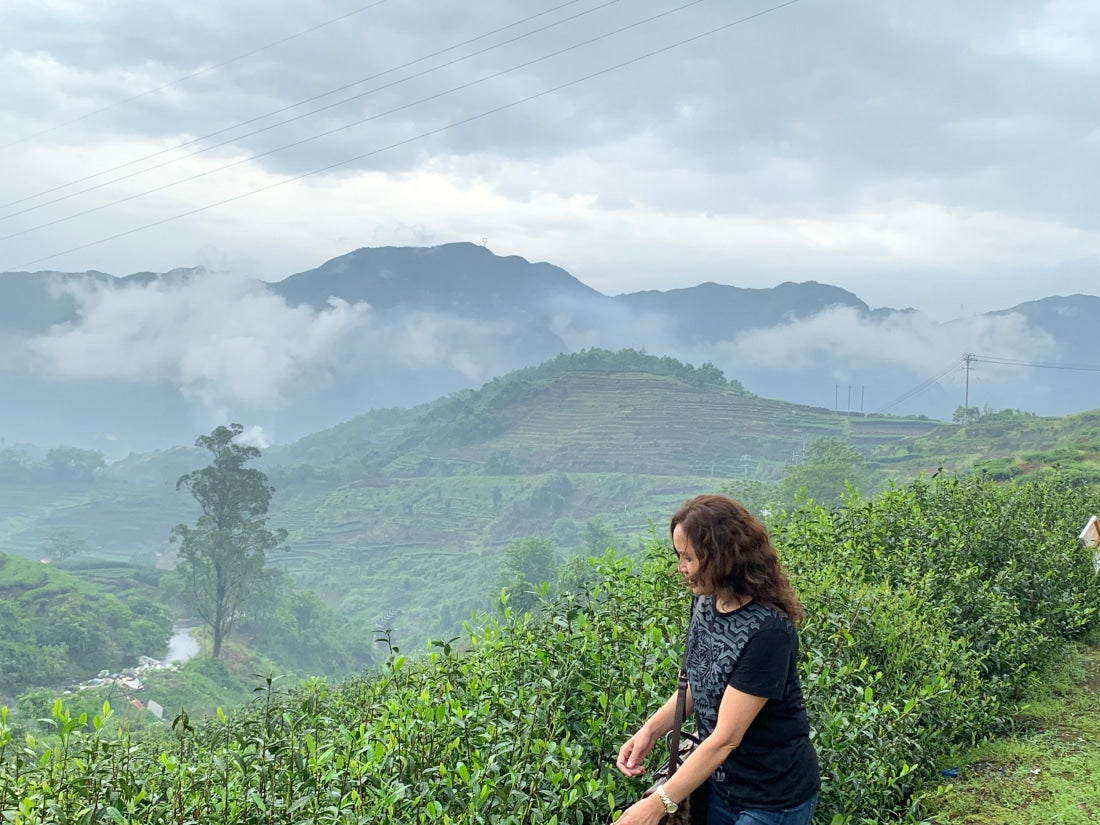 2019 Fuding Top Grade White Peony White Tea Bai Mu Dan