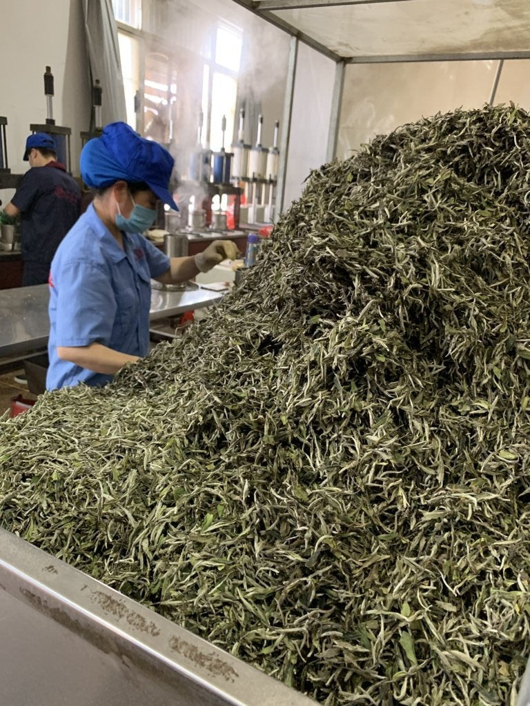 White Tea - 2019 Fuding Top Grade White Peony White Tea Bai Mu Dan