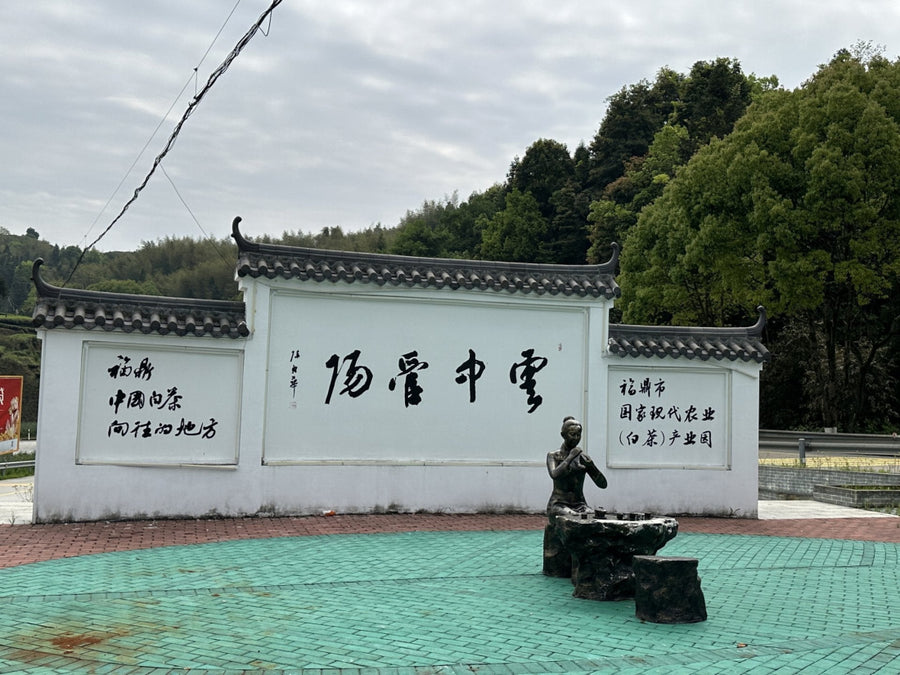 2019 Fuding Wild Grown White Peony Bai Mu Dan Mini Brick White Tea