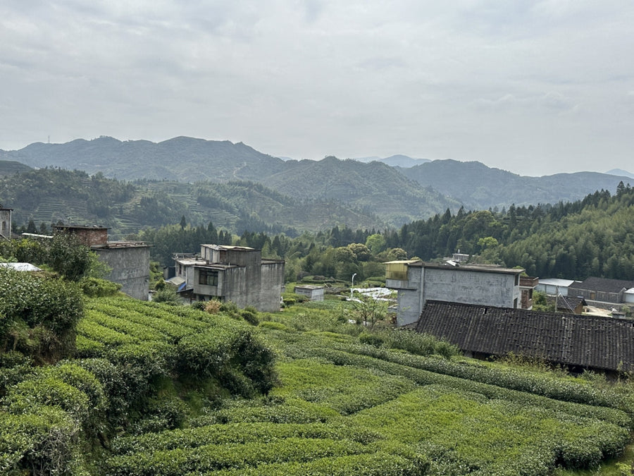 2019 Fuding Wild Grown White Peony Bai Mu Dan Mini Brick White Tea