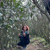 2019 Fuding Wild Grown White Peony Bai Mu Dan White Tea Mini Brick