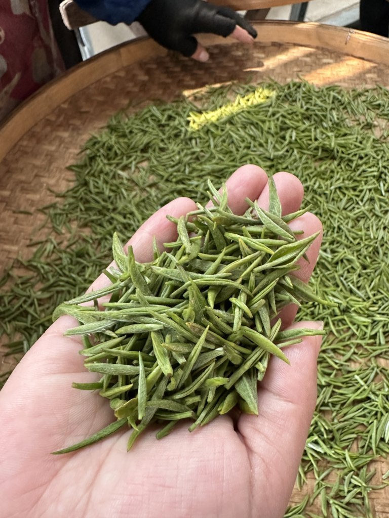 2024 Top Grade Fuding Silver Needles White Tea Bai Hao Yin Zhen