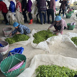 2023 Top Grade Fuding Silver Needles White Tea Bai Hao Yin Zhen