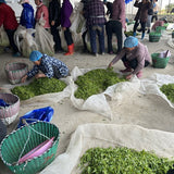 2023 Top Grade Fuding Silver Needles White Tea Bai Hao Yin Zhen