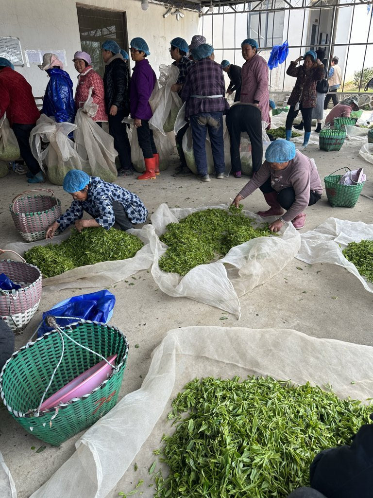2024 Top Grade Fuding Silver Needles White Tea Bai Hao Yin Zhen