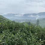 2023 Top Grade Fuding Silver Needles White Tea Bai Hao Yin Zhen