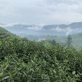 2023 Top Grade Fuding Silver Needles White Tea Bai Hao Yin Zhen