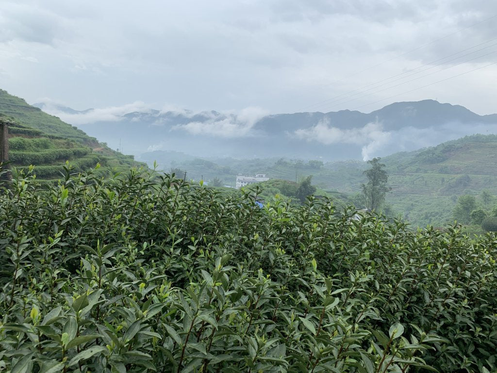 2023 Top Grade Fuding Silver Needles White Tea Bai Hao Yin Zhen