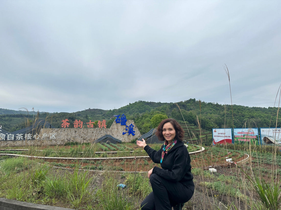 2023 Top Grade Fuding Silver Needles White Tea Bai Hao Yin Zhen