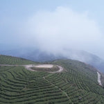 Organic Super Grade Gongmei Heavenly Treasure White Tea Cake