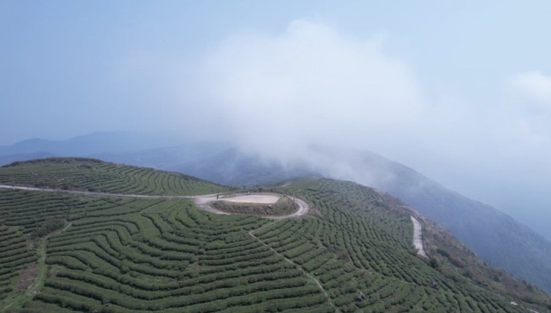 Organic Super Grade Gongmei Heavenly Treasure White Tea Cake