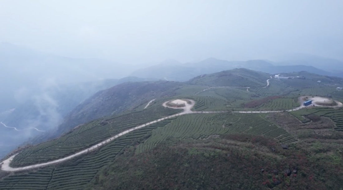 Organic Super Grade Gongmei Heavenly Treasure White Tea Cake