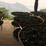 Yunnan Moonlight White Tea Top Grade Yue Guang Bai