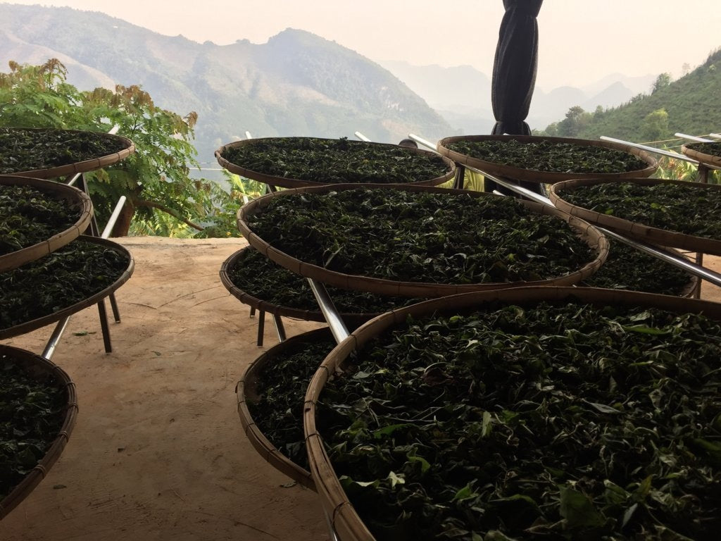 Yunnan Moonlight White Tea Top Grade Yue Guang Bai