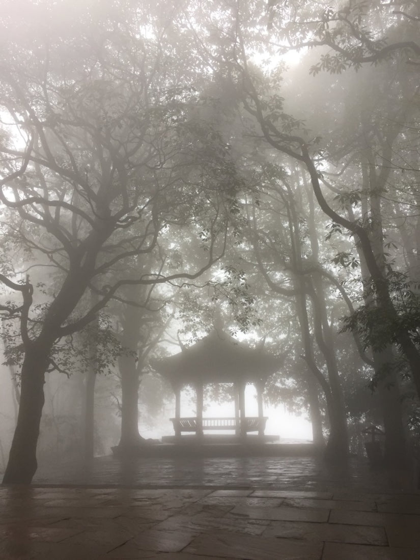 Early Spring Mengding Huang Ya Yellow Tea