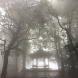 Early Spring Mengding Huang Ya Yellow Tea