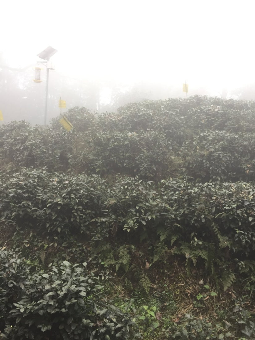 Early Spring Mengding Huang Ya Yellow Tea