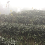 Early Spring Mengding Huang Ya Yellow Tea