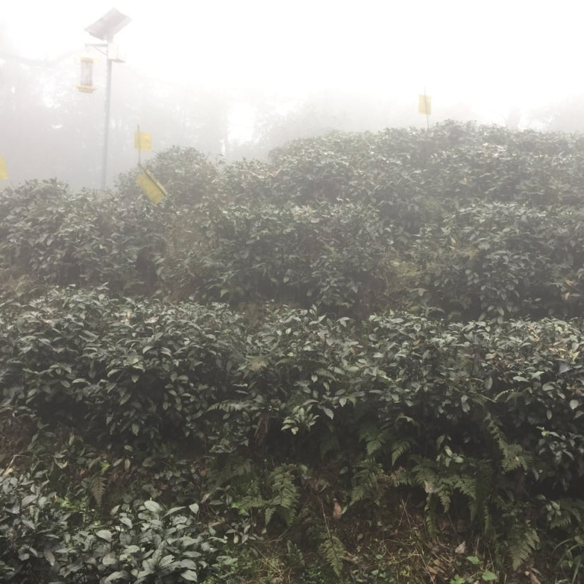 Early Spring Mengding Huang Ya Yellow Tea