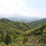 Wild Grown Huo Shan Huang Ya Yellow Tea