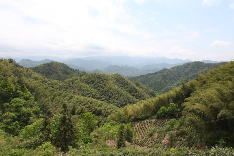 Wild Grown Huo Shan Huang Ya Yellow Tea