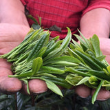 Wild Grown Huo Shan Huang Ya Yellow Tea