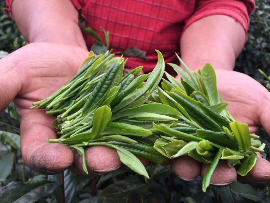 Wild Grown Huo Shan Huang Ya Yellow Tea